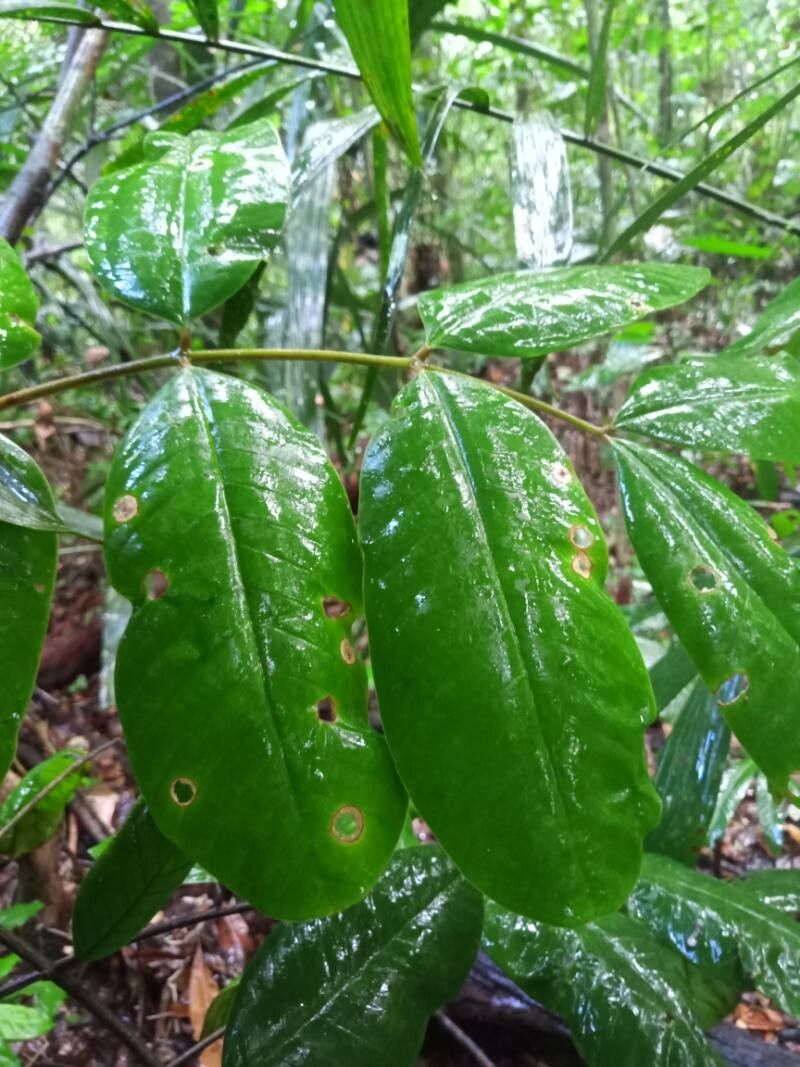 Guarea carinata — related species from the same genus