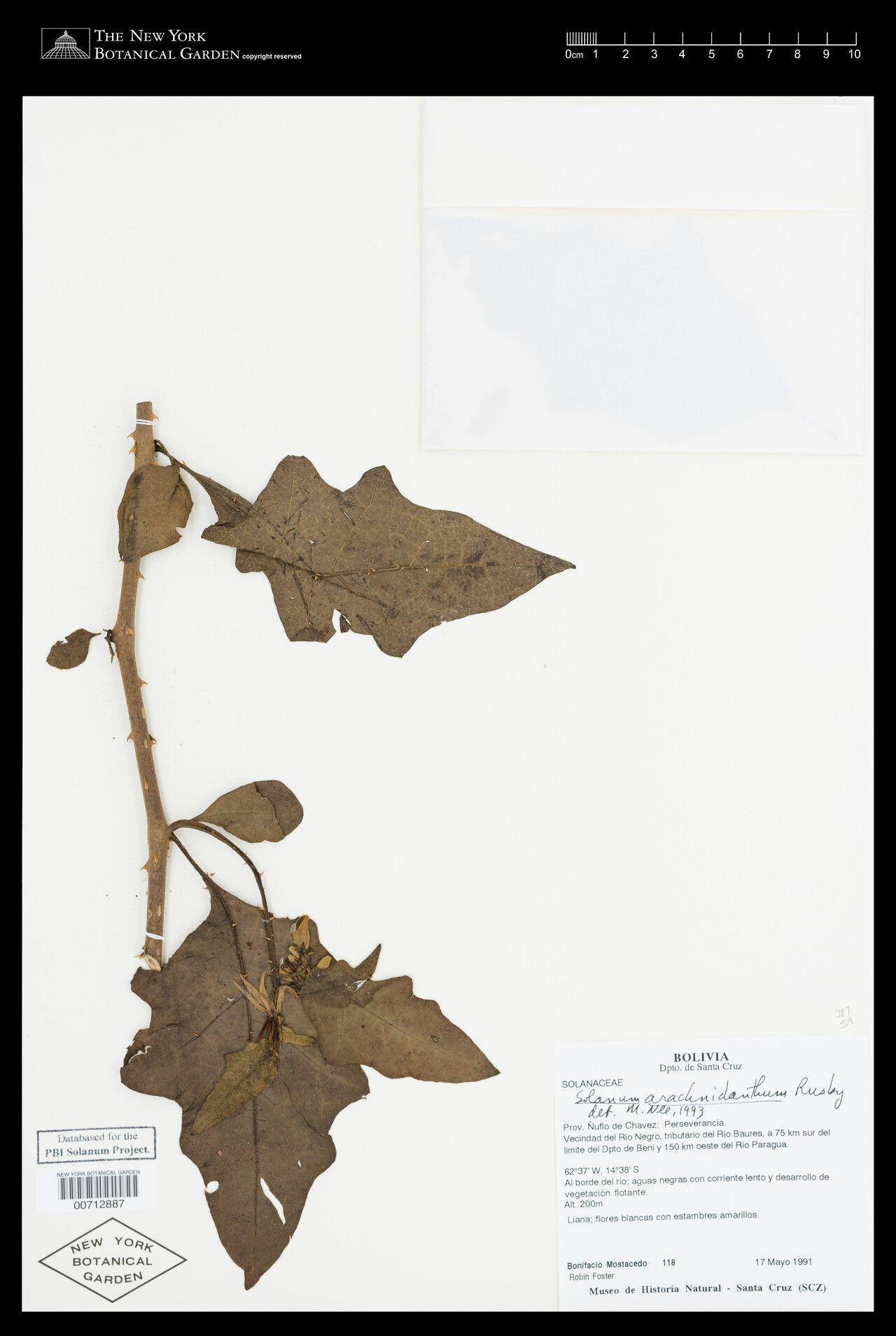 Solanum arachnidanthum — houseplant care guide