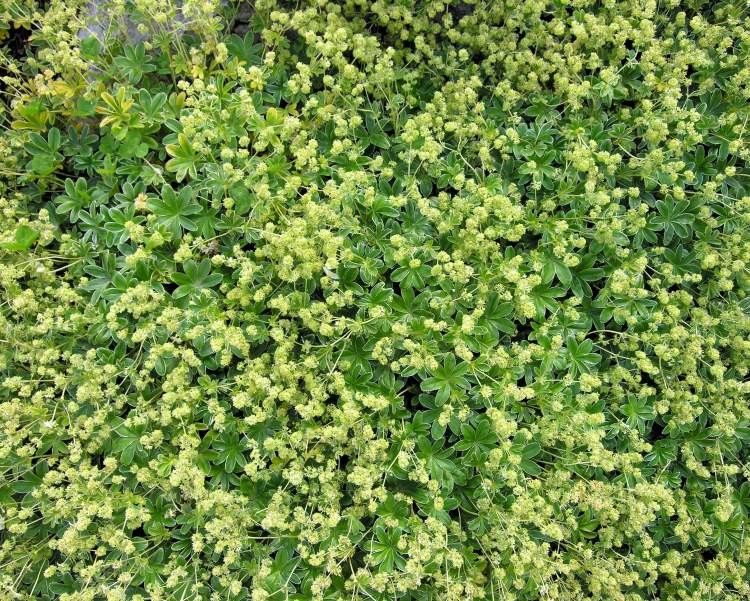 Alchemilla hoppeana flower