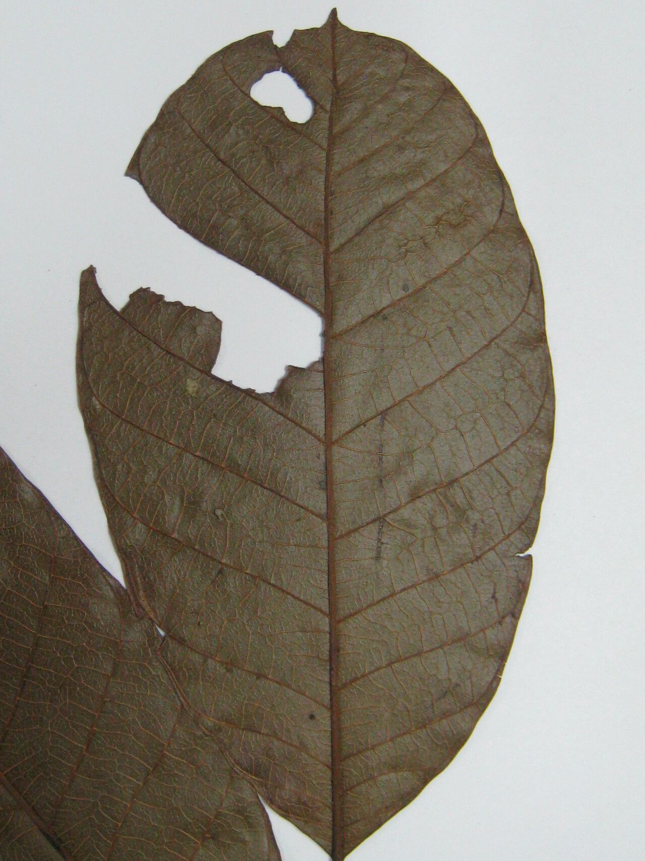 Thyrsodium spruceanum other