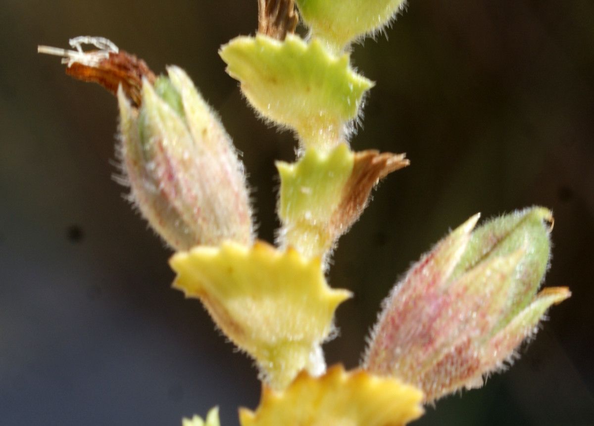 Ononis variegata fruit