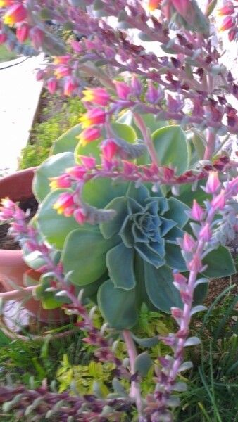 Portulaca wightiana flower