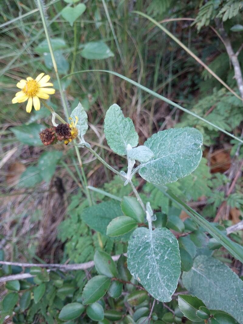 Senecio gossypinus other