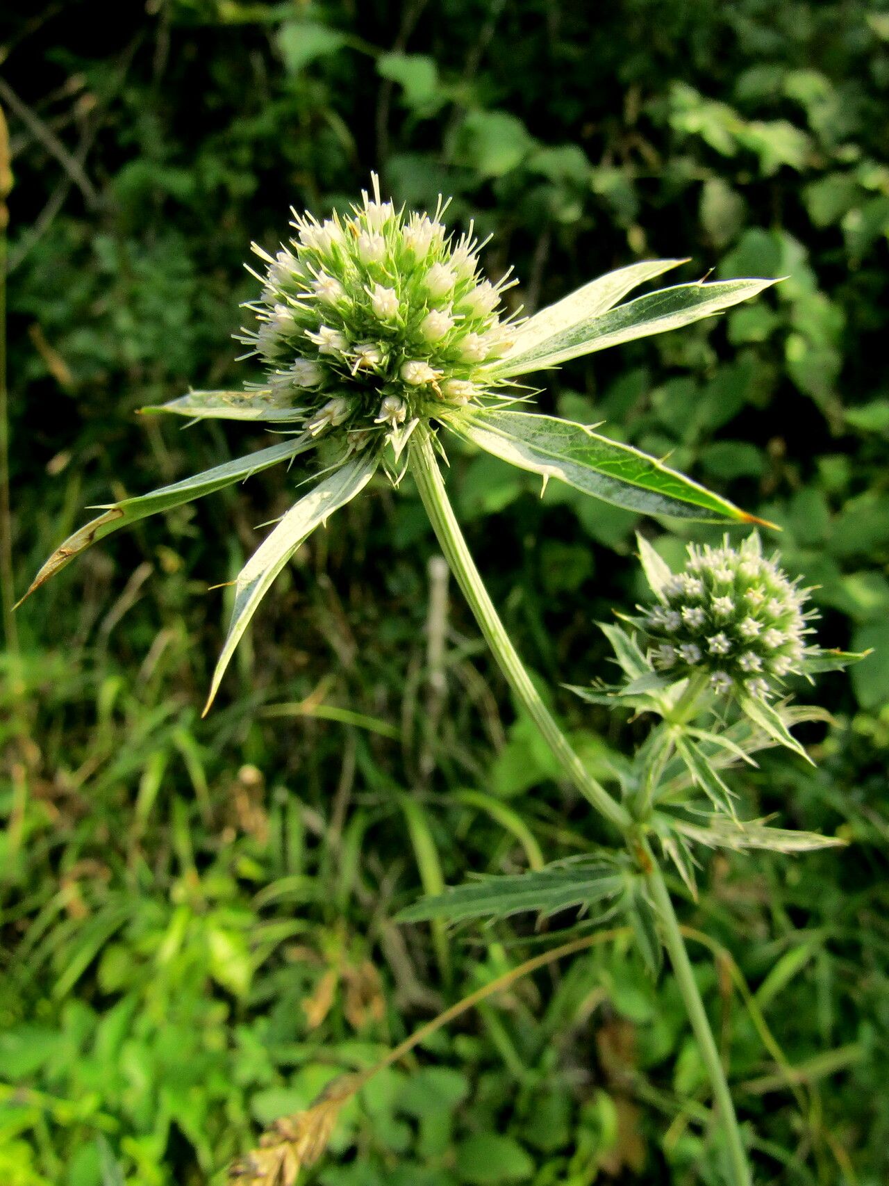 Eryngium palmatum flower
