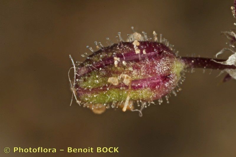Spergularia echinosperma fruit