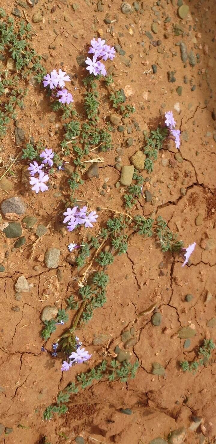 Glandularia bipinnatifida — related species from the same genus