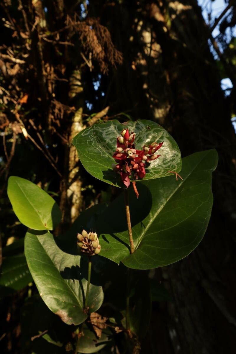 Cavendishia complectens fruit