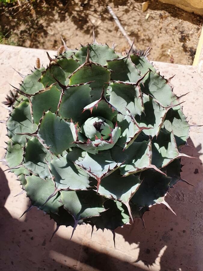 Agave potatorum leaf