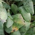 Cistanthe grandiflora