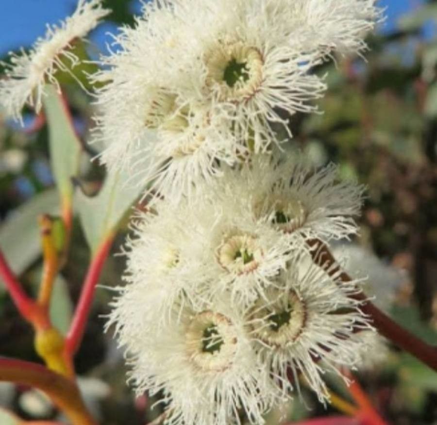 Eucalyptus triflora — houseplant care guide