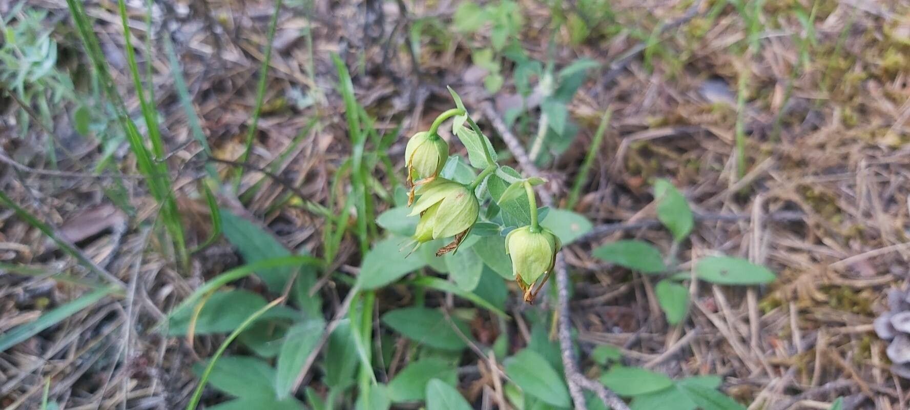 Hypericum cerastoides fruit