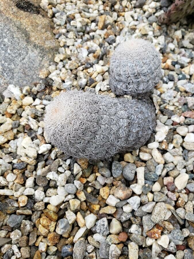 Echinocereus reichenbachii habit