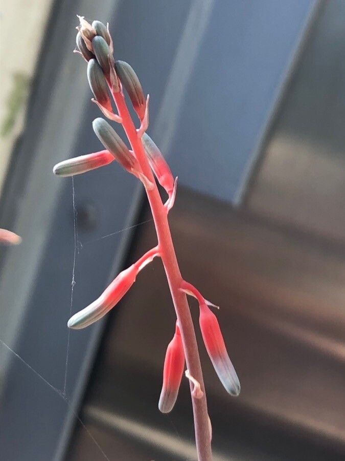 Gasteria disticha flower