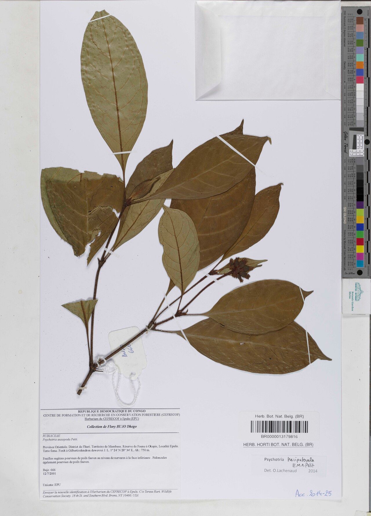 Psychotria brevipuberula — houseplant care guide