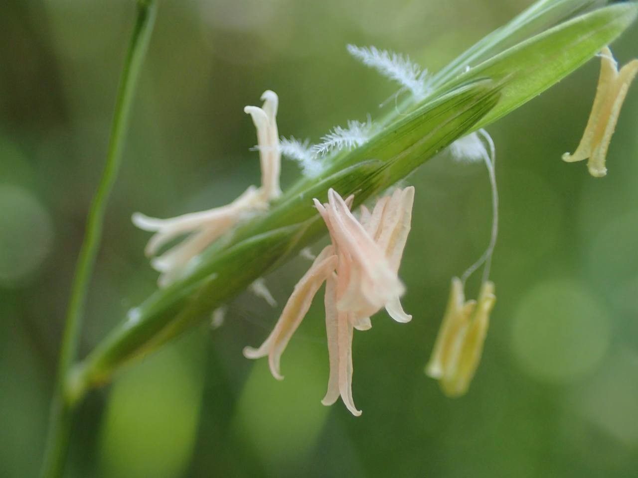 Brachypodium pinnatum fruit