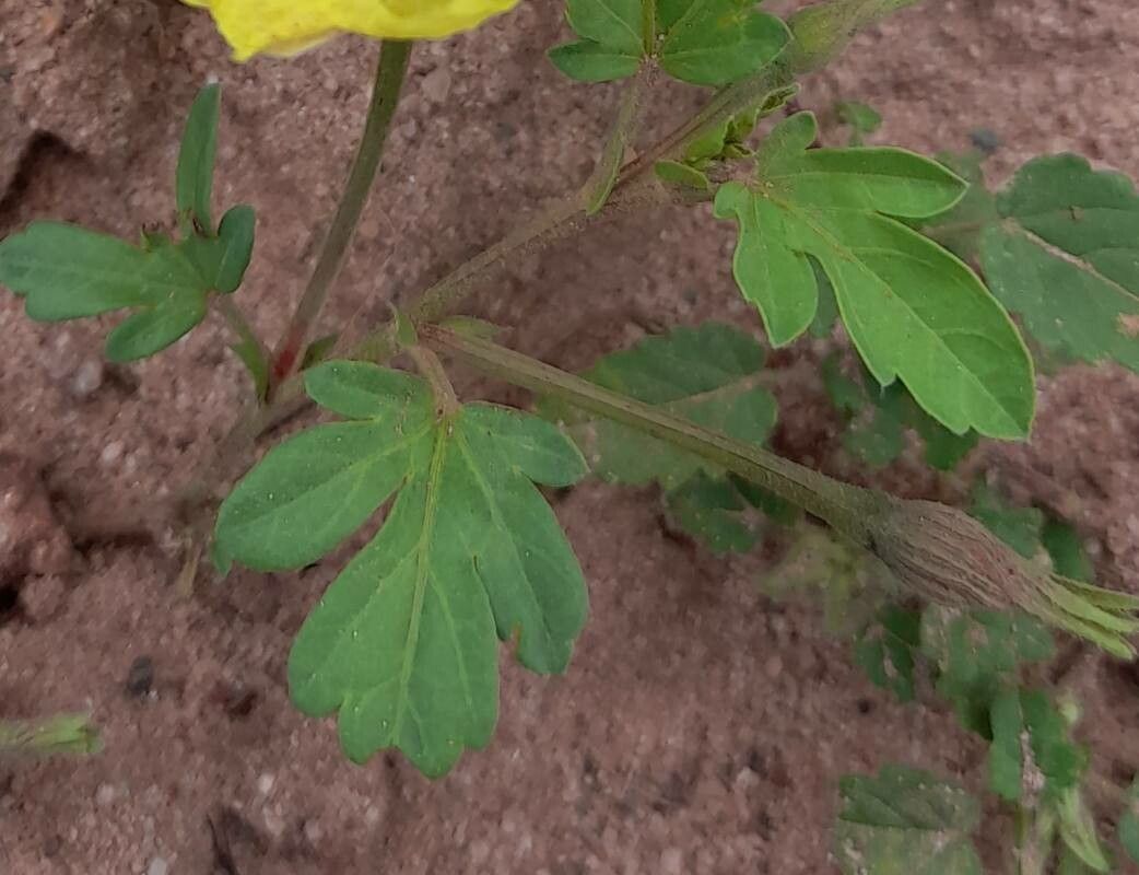 Cienfuegosia saraviae — houseplant care guide