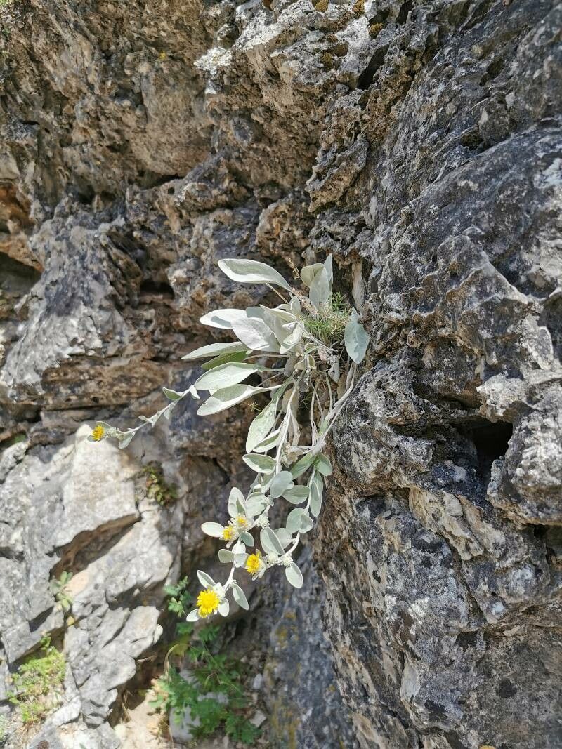 Pentanema verbascifolium — houseplant care guide