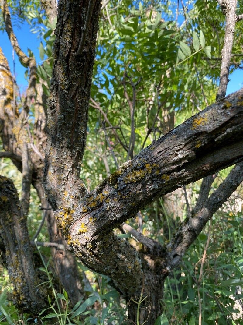 Juglans hindsii bark