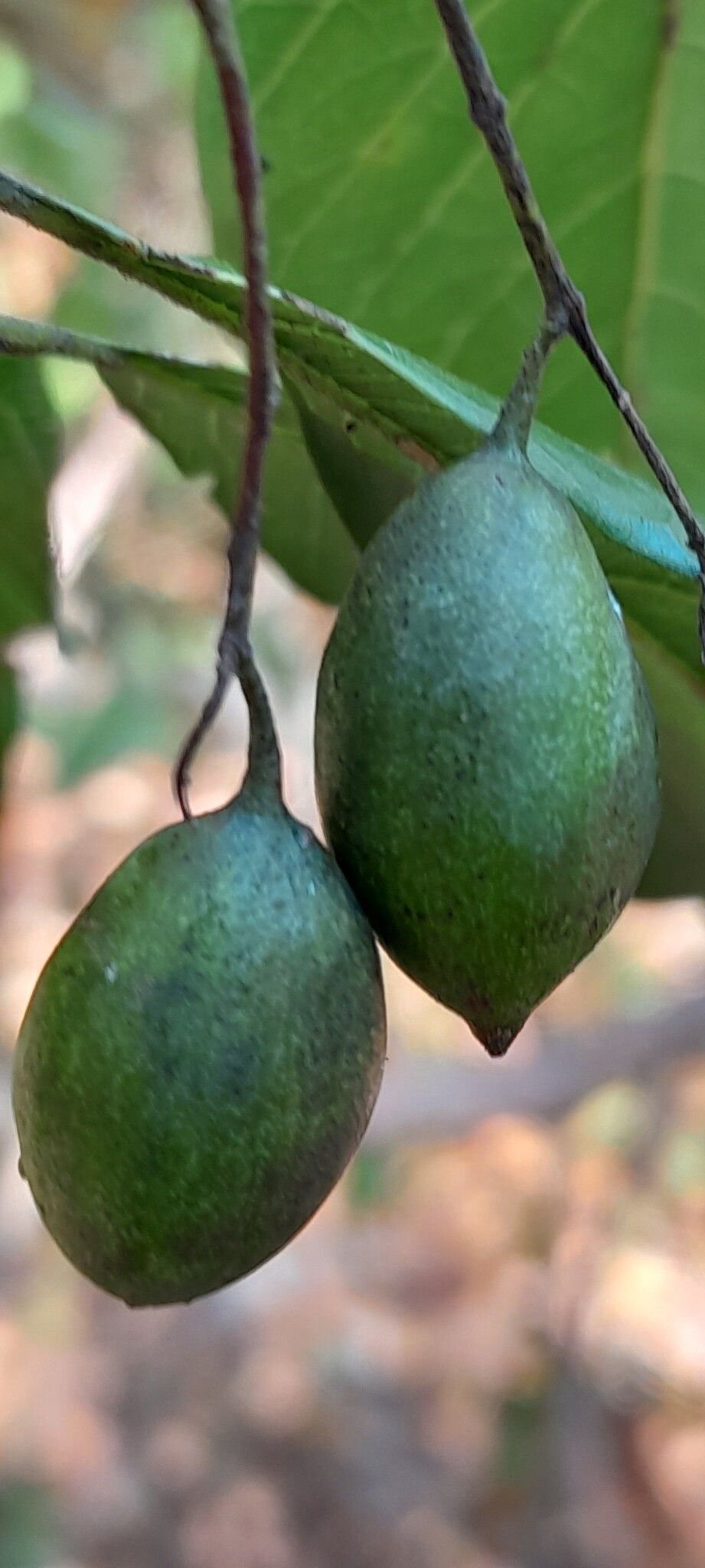 Terminalia diversipilosa fruit