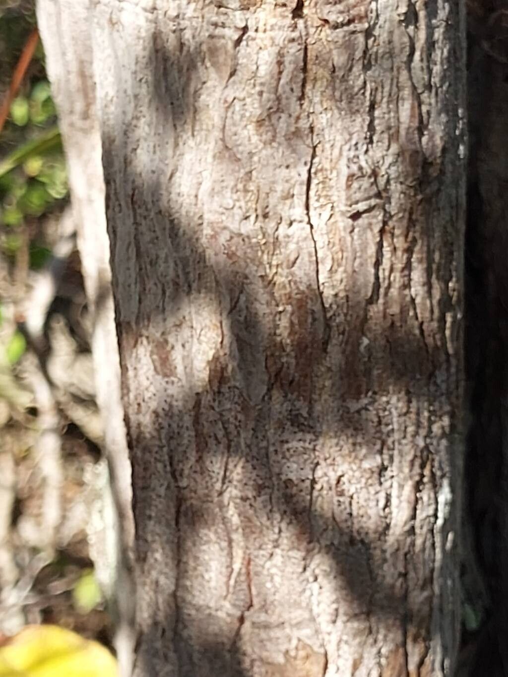 Dalbergia bracteolata bark