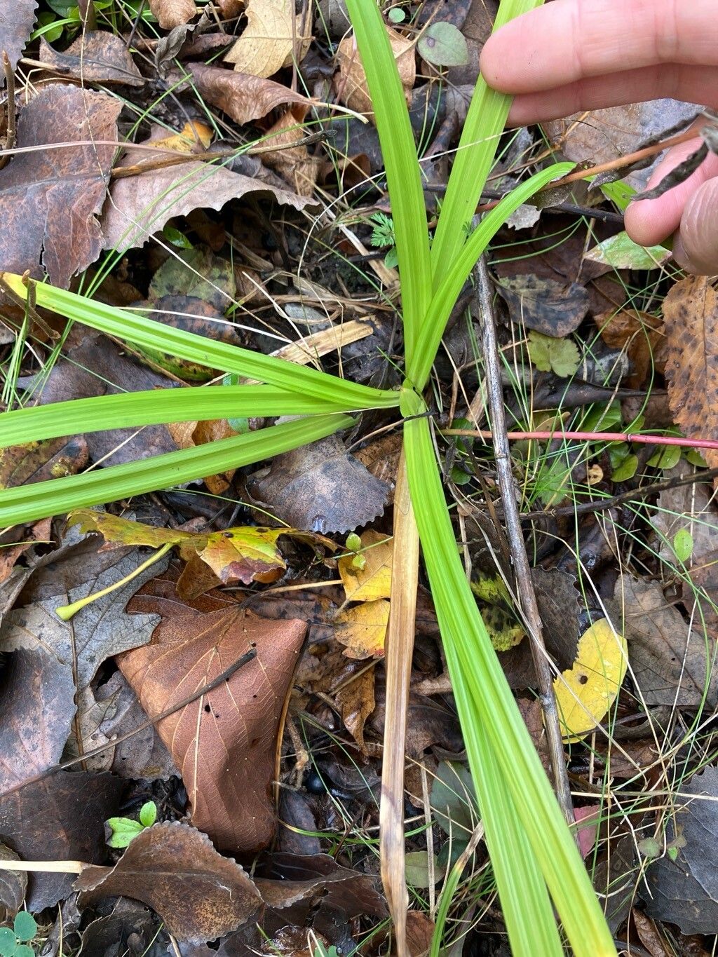 Carex folliculata — houseplant care guide