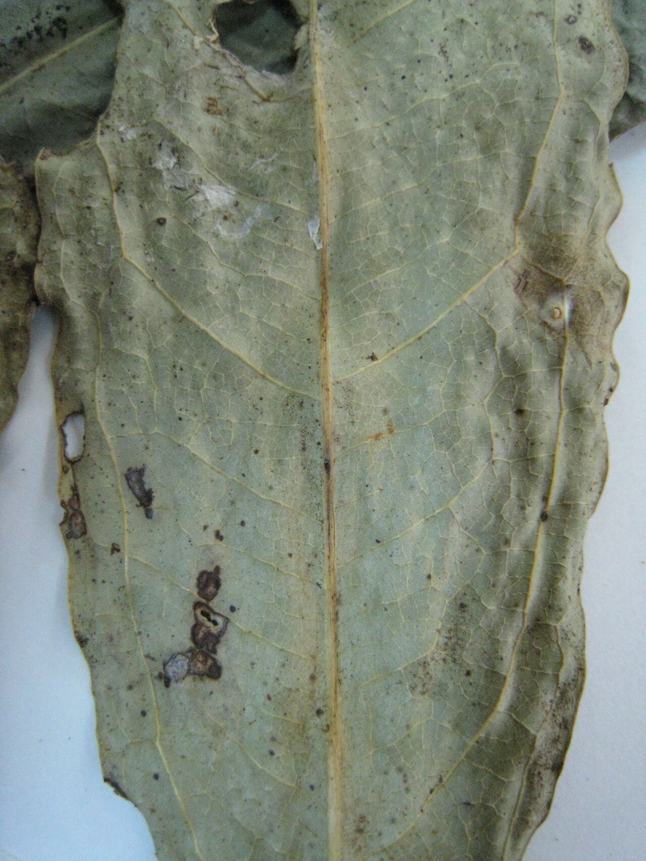 Candolleodendron brachystachyum other