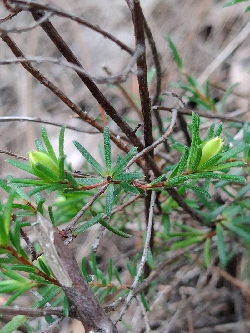 Hibbertia cistiflora — houseplant care guide