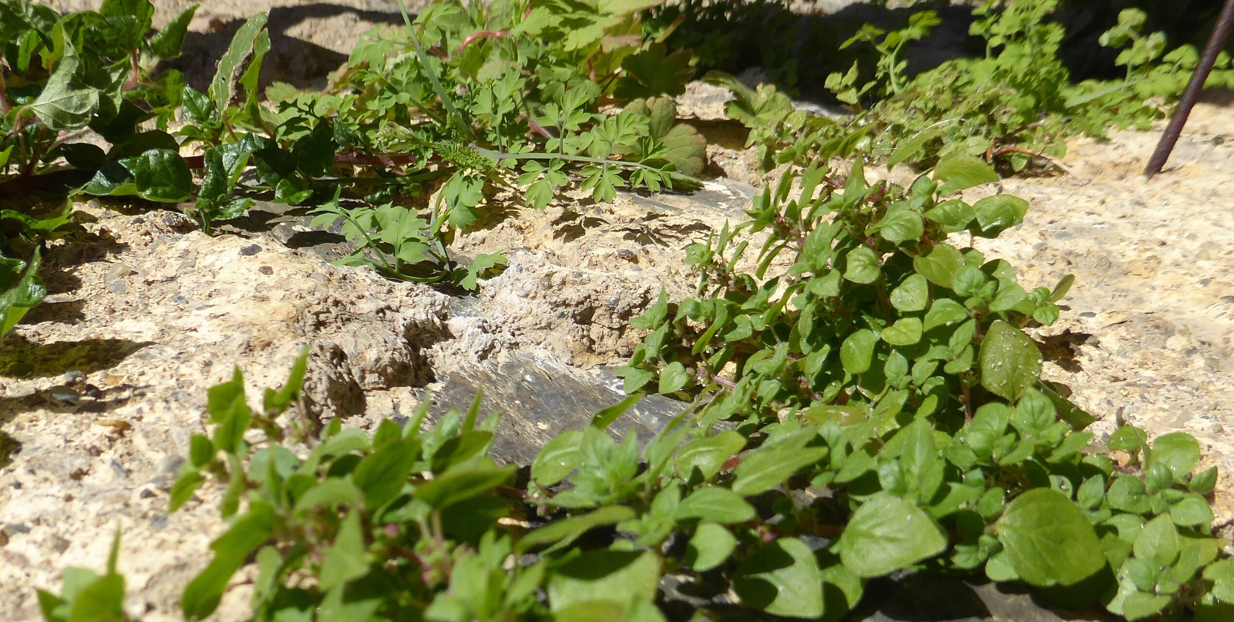 Parietaria lusitanica habit
