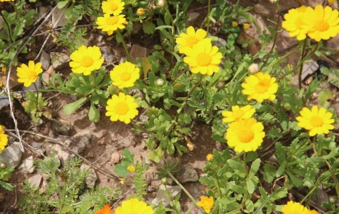 Coleostephus myconis flower
