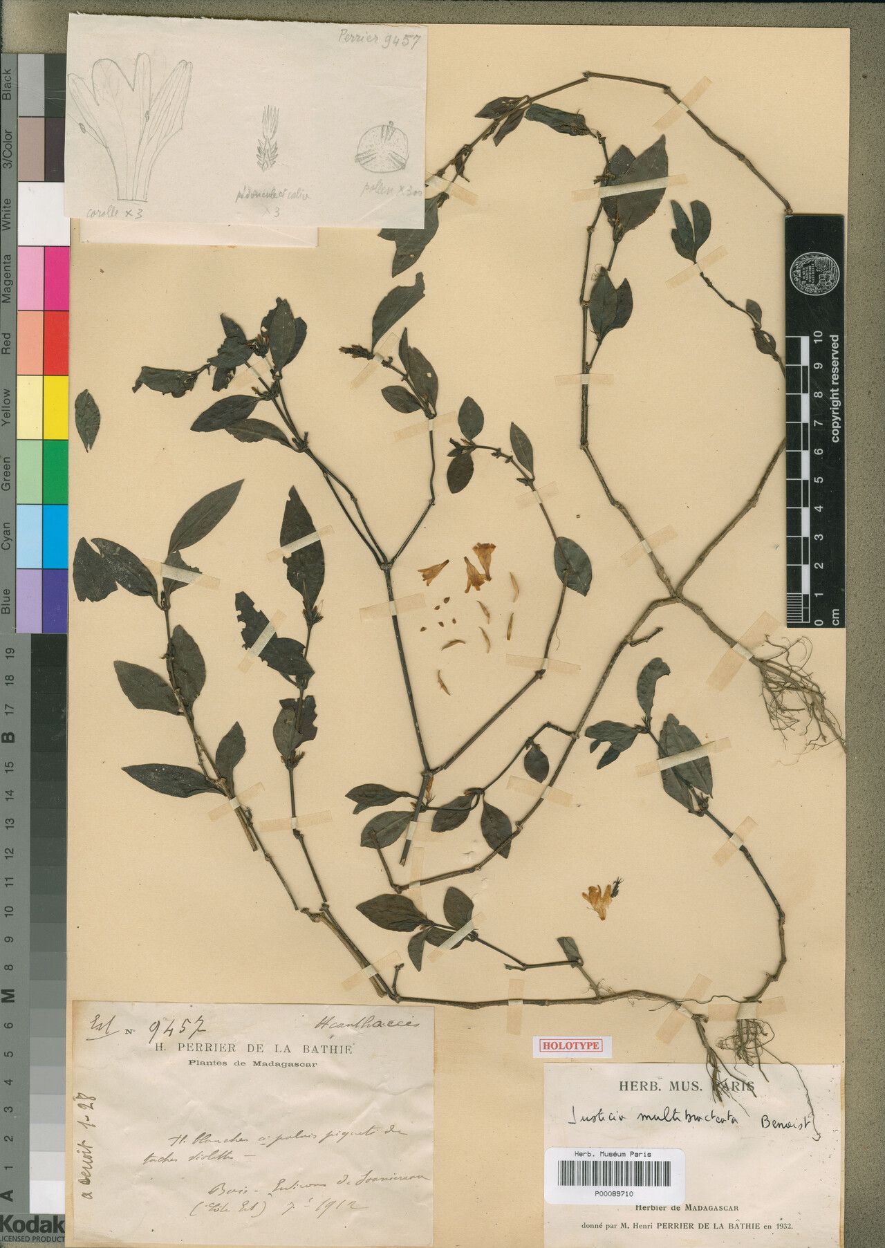 Justicia multibracteata — houseplant care guide