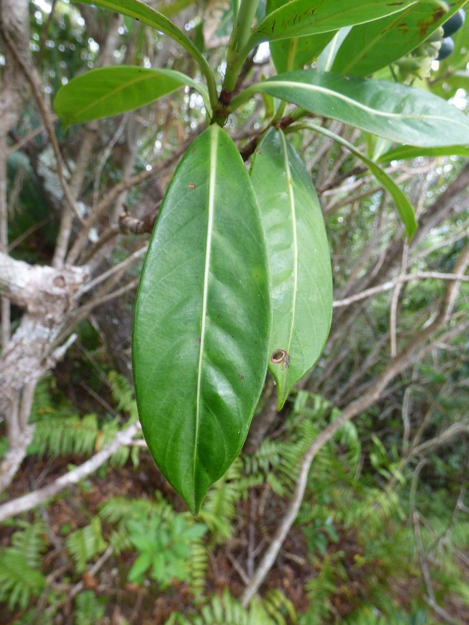 Chassalia gaertneroides — houseplant care guide