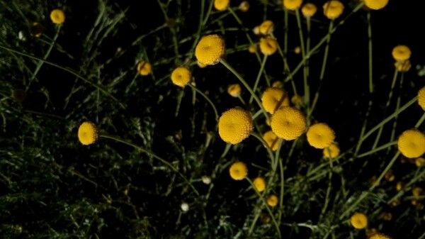 Anacyclus valentinus fruit