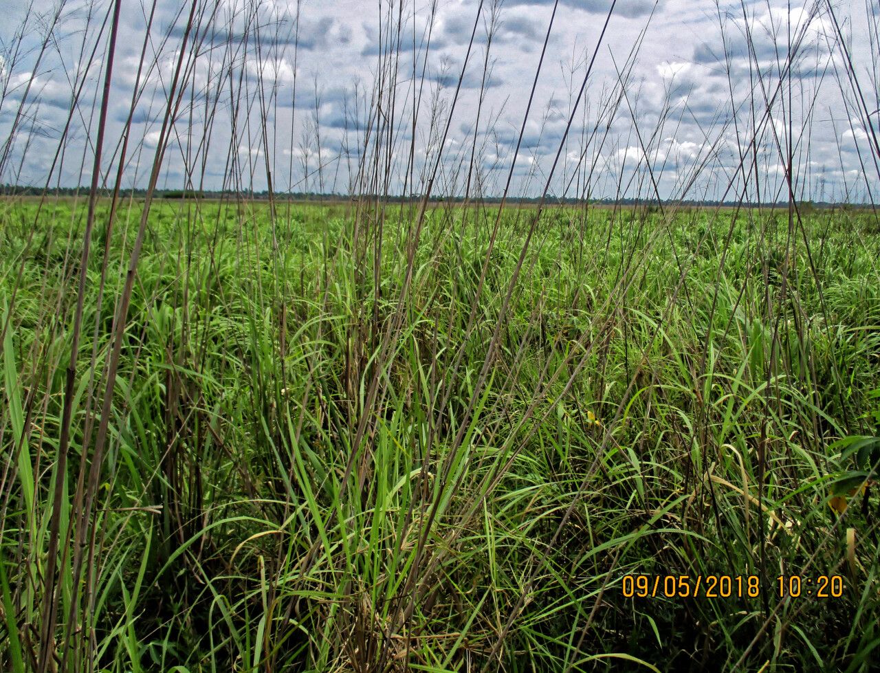 Andropogon gayanus habit