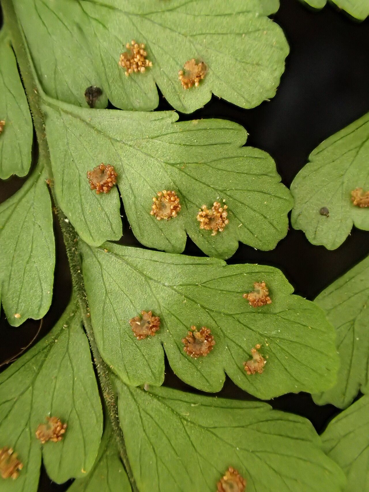 Triplophyllum dimidiatum leaf