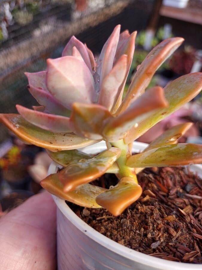 Graptopetalum pusillum habit