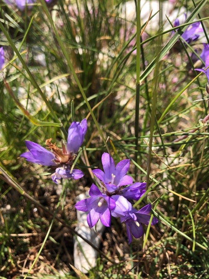 Edraianthus tenuifolius flower