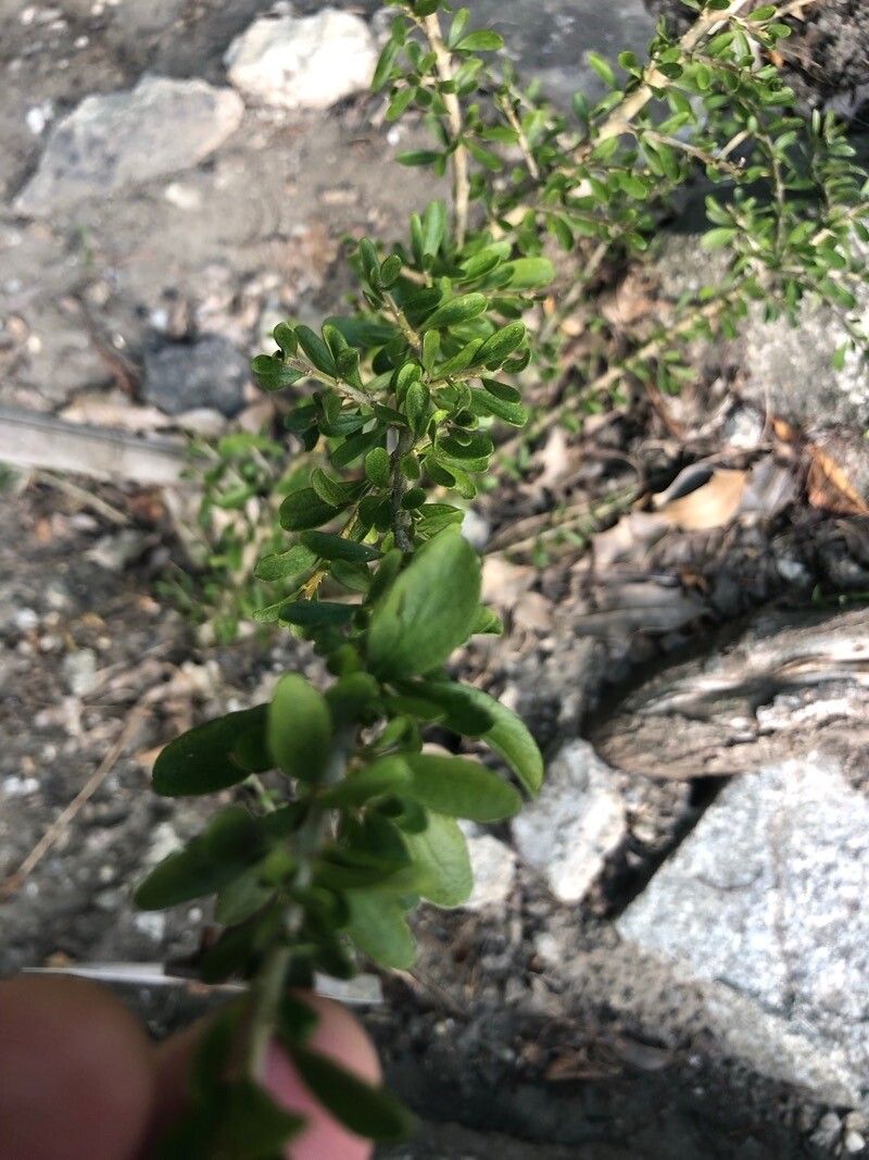 Melicytus crassifolius — related species from the same genus