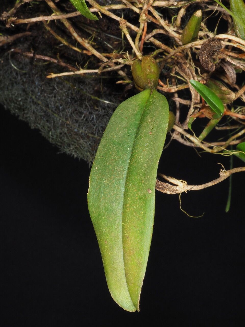 Bulbophyllum cylindrobulbum — search result for 'Solomon Islands'