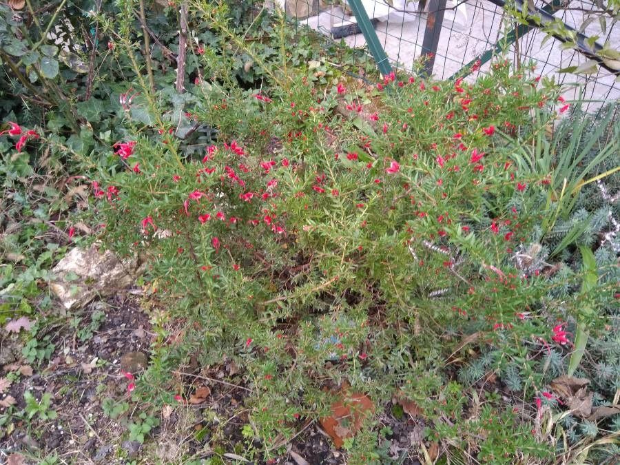 Grevillea lavandulacea