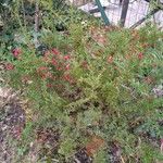 Grevillea lavandulacea