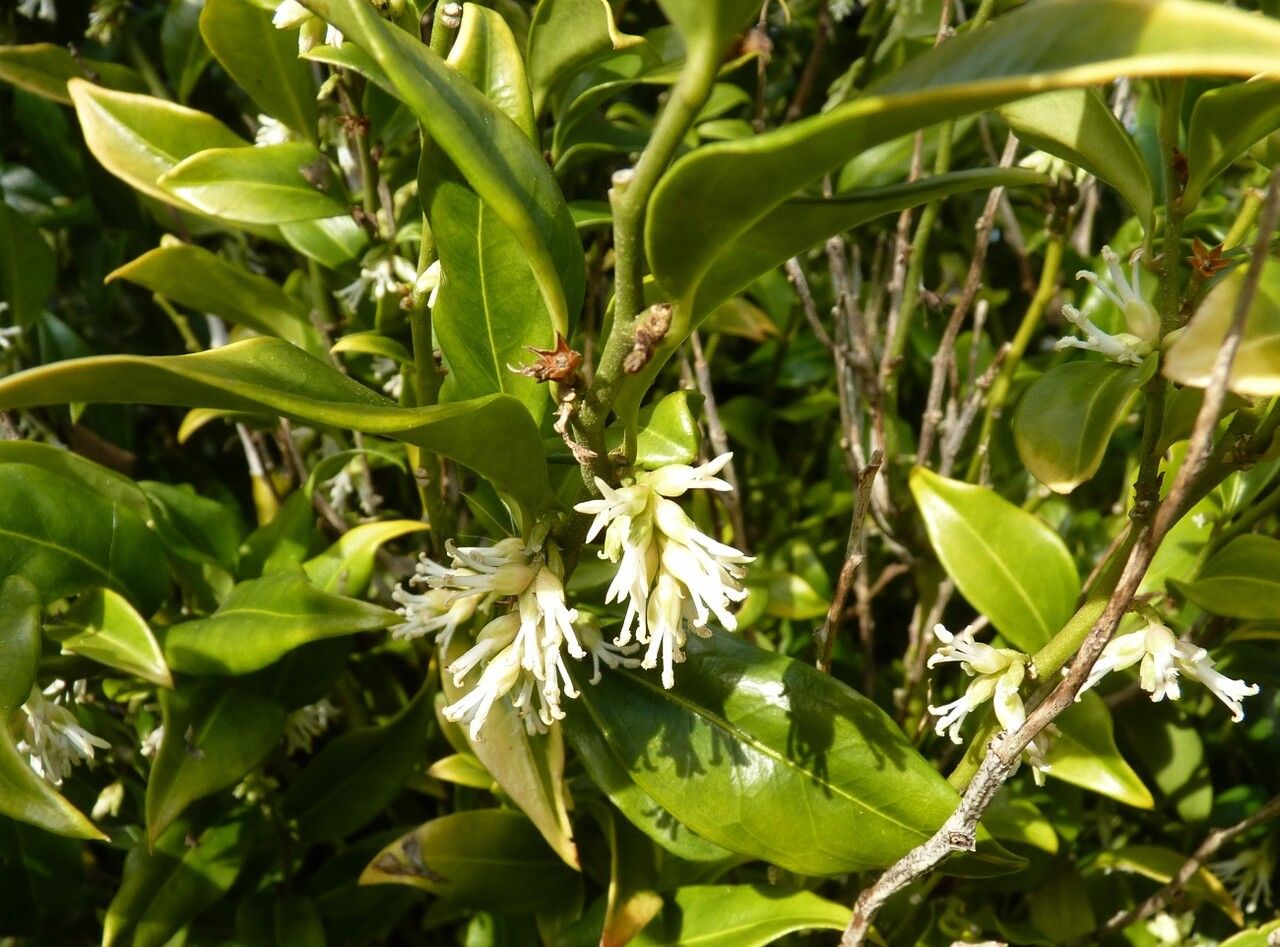 Sarcococca confusa flower