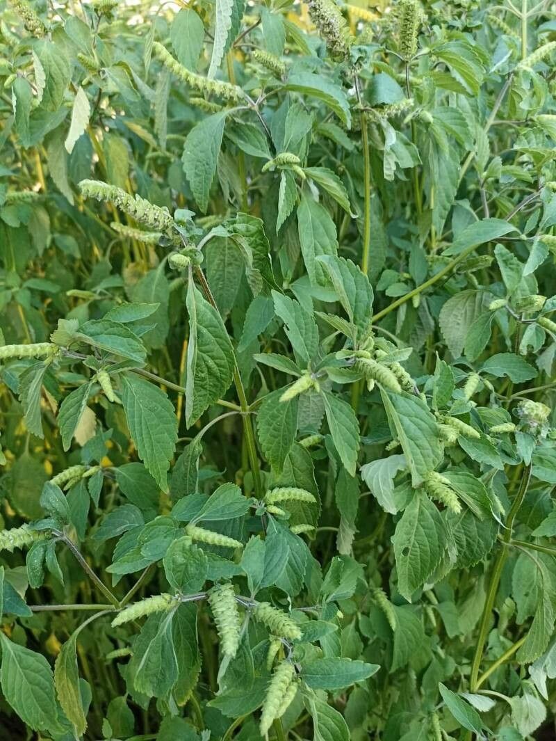 Elsholtzia ciliata — related species from the same genus