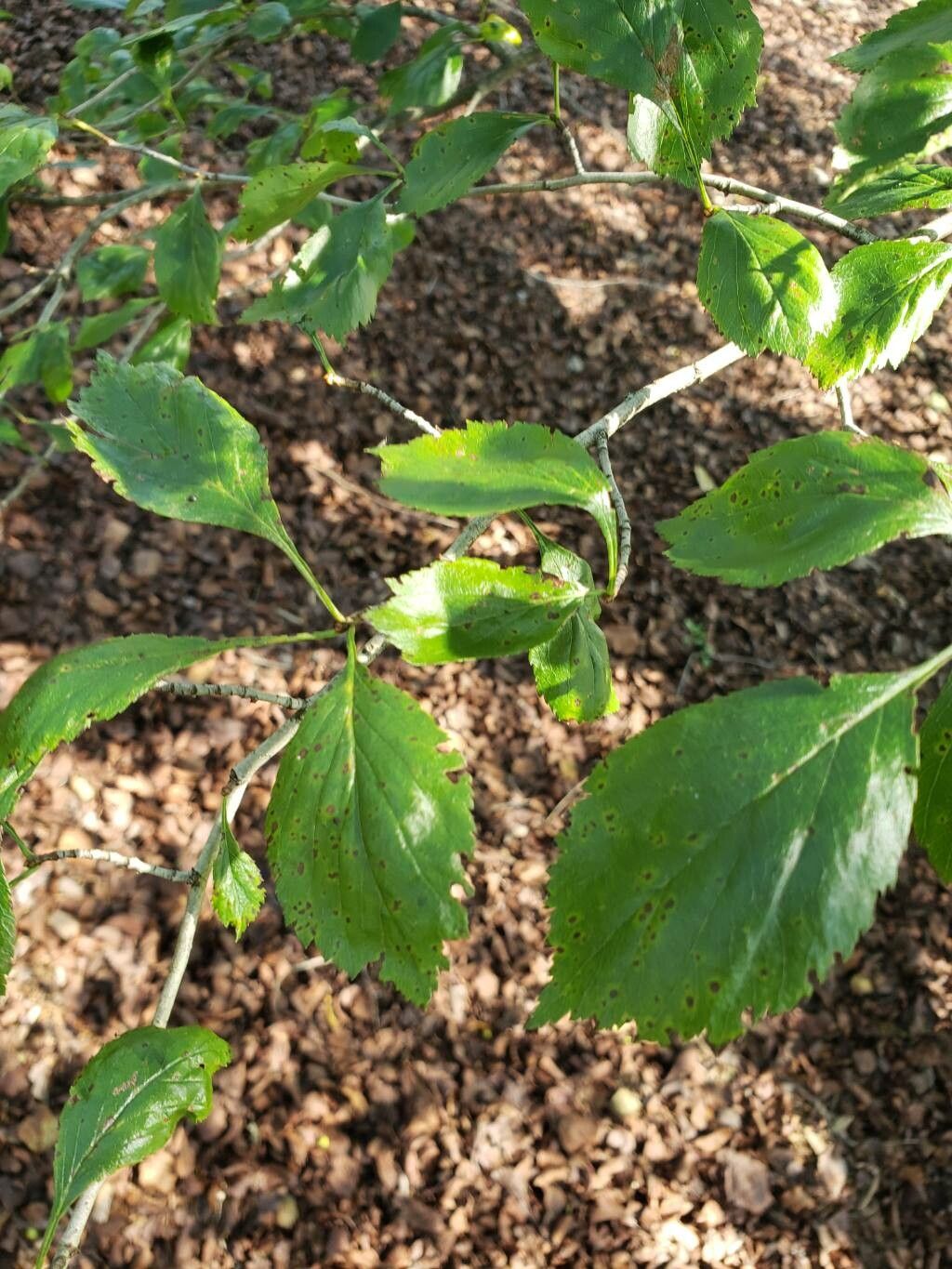 Crataegus collina — search result for 'Crataegus'