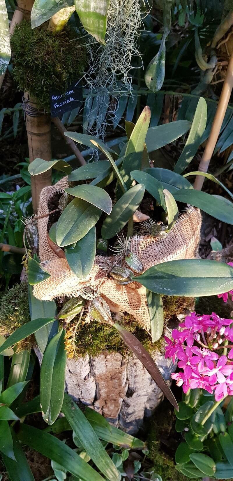 Bulbophyllum sterile habit