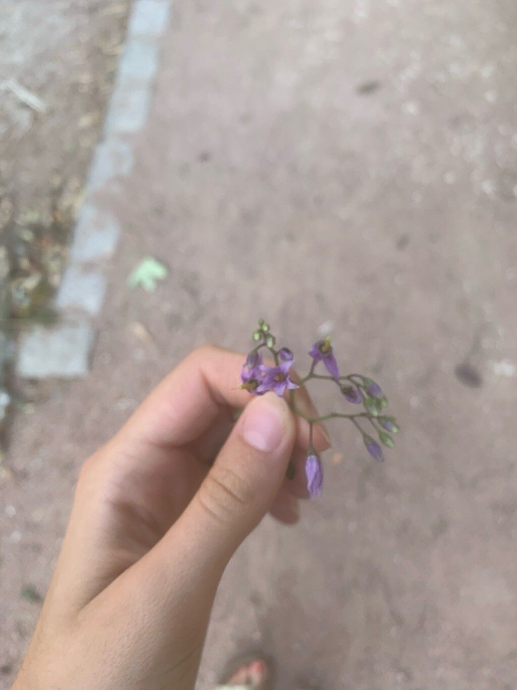 Solanum septemlobum flower