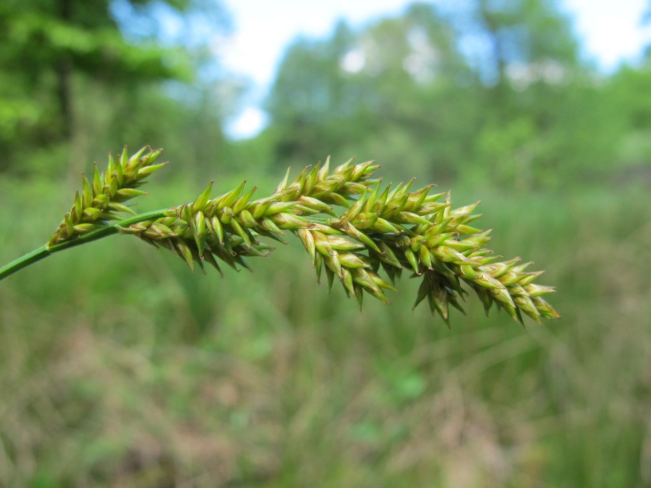 Carex elongata fruit