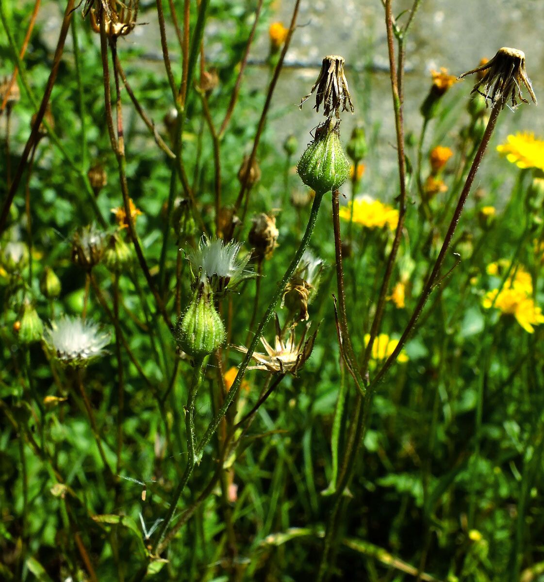 Crepis setosa fruit