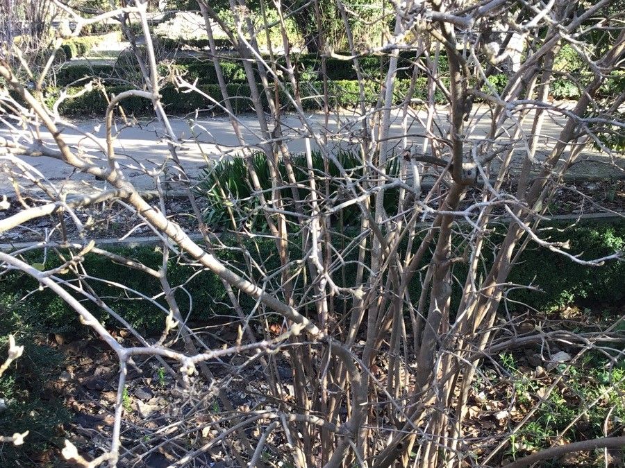Viburnum buddleifolium habit