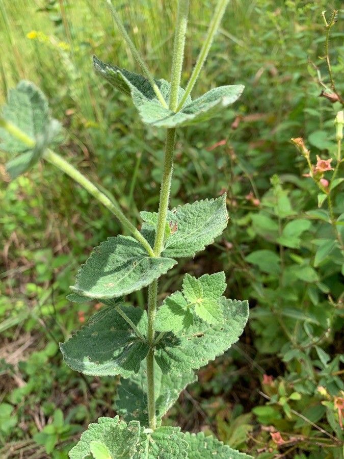 Eupatorium rotundifolium leaf