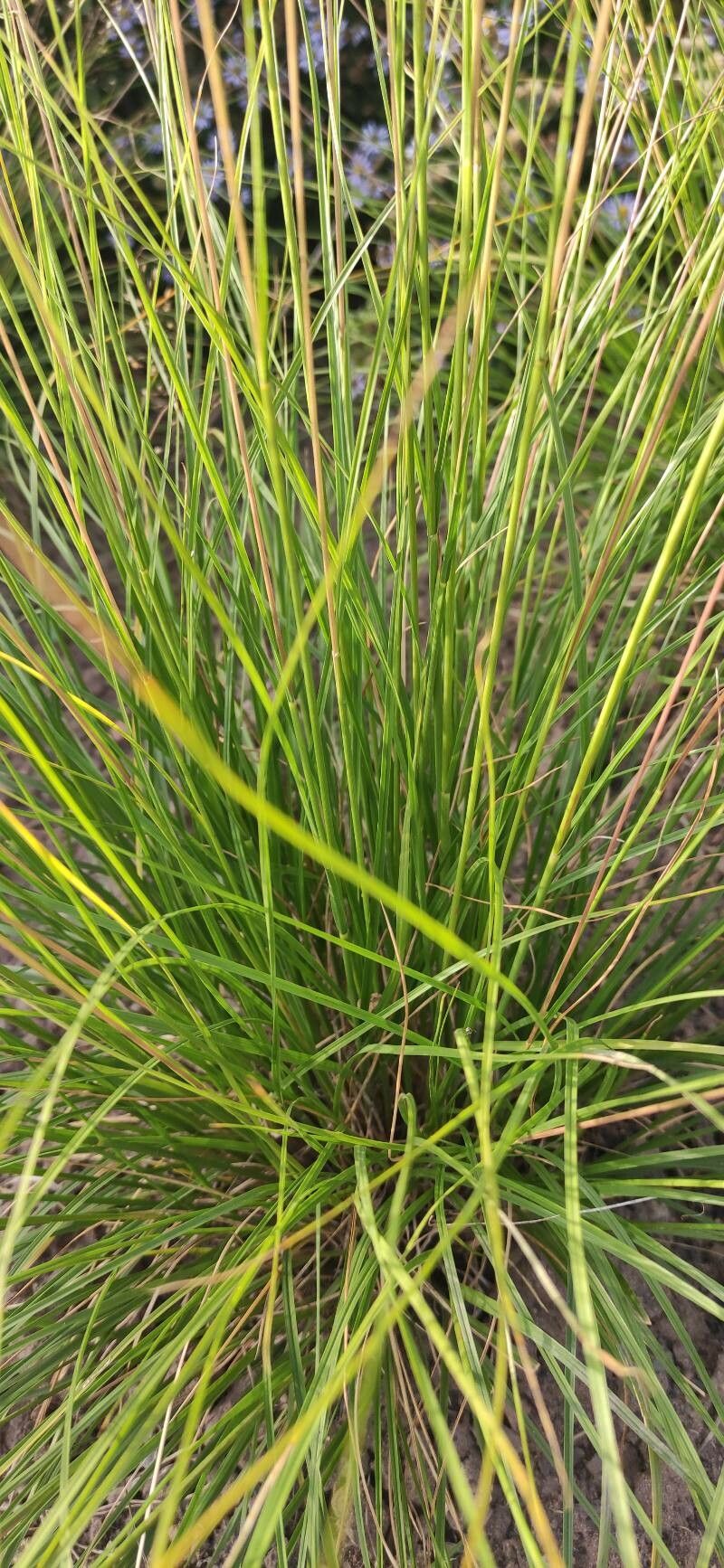 Sporobolus heterolepis — search result for 'Sporobolus'